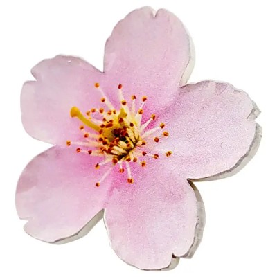 World Enchanting Flower Series: Cherry Blossom -1 Oz- stříbrná sběratelská mince