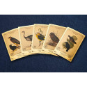 The John and Elizabeth Gould Aurum - H.M.S. Beagle Collection